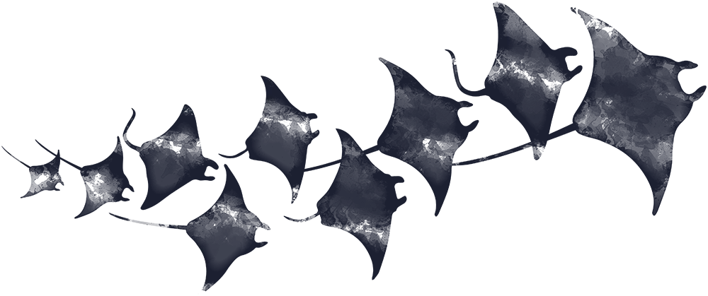 Manta Ray Vibes