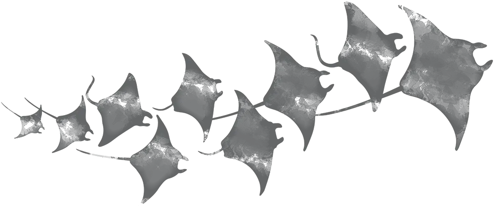 Manta Rays